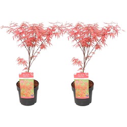 Acer palmatum 'Amagi-shigure' - Set van 2 - Esdoorn - Pot 13cm - Hoogte 30-40cm