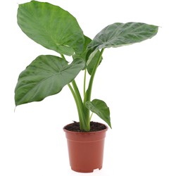 Alocasia Macrorrhiza - 'Olifantsoor' - Pot 17cm - Hoogte 60-70cm