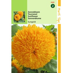 2 stuks - Saatgut Helianthus Sonnenblume Sungold gefüllte Blüte hoch - Hortitops