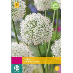 2 stuks - Allium Mount Everest 4 bollen