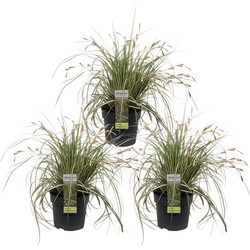 Hello Plants Carex Hachijoensis Evergold Zegge - Siergras - 3 Stuks - Ø 14 cm - Hoogte: 30 cm