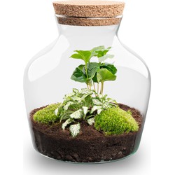 URBANJNGL - Planten terrarium • Little Joe • Ecosysteem plant • ↑ 21,5 cm