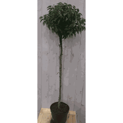 Prunus Angustifolia stam 120 cm diameter 40 cm hoogte 180 cm