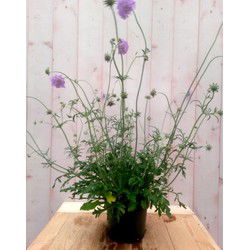 3 stuks - 
