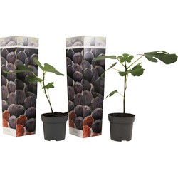 Ficus Carica - Set van 2 - Winterharde Vijgenboom - Pot 9cm - Hoogte 25-40cm