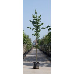 Winterlinde Tilia cor. Greenspire h 250 cm st. omtrek 8 cm - Warentuin Natuurlijk