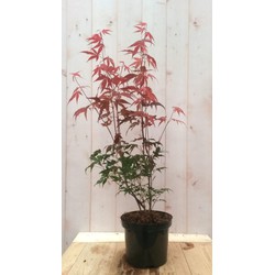 Japanse esdoorn rood groot blad 90 cm struikje - Warentuin Natuurlijk