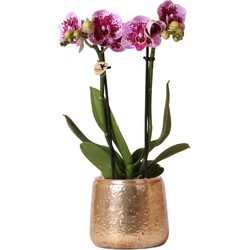 Kolibri Orchids | Roze paarse Phalaenopsis orchidee - El Salvador + Luxury gouden sierpot - potmaat Ø9cm - 35cm hoog | bloeiende kamerplant - vers van de kweker