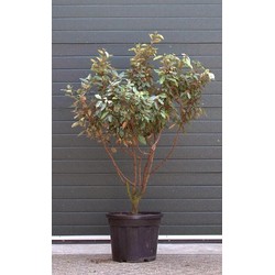 Olijfwilg meerstammig Elaeagnus ebbingei h 137,5 cm