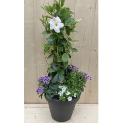 Plastic plantenbak antraciet Dipladenia Mandevilla Sundaville wit met zomerbloeiers blauw h80 cm - Warentuin Natuurlijk