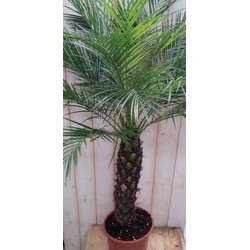 Phoenix Roebelenii Dwergdadelpalm Palmboom 120 cm (kan binnen en zomers buiten)