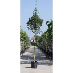 Spaanse aak Acer campestre Huibers Elegant h 350 cm st. omtrek 12 cm