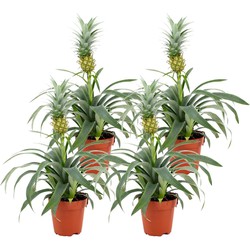 ZynesFlora - Ananasplant - 4 Stuks - Ø 12 cm - Hoogte: 30 - 40cm - Luchtzuiverend - Kamerplant