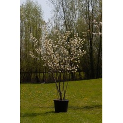 Krentenboom meerstammig Amelanchier lamarckii h 162,5 cm