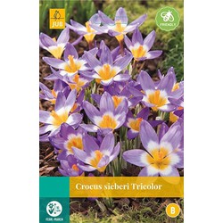 5 stuks - Crocus sieberi Tricolor 15 bollen