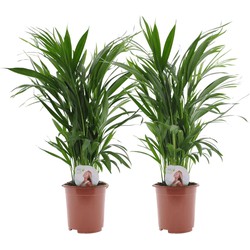 Dypsis Lutescens - Set van 2 - Areca - Goudpalm - Pot 17cm - Hoogte 60-70cm