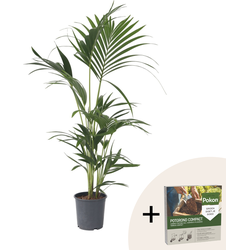 Kentiapalm - Howea forsteriana - Hoogte 90-100cm - ⌀18cm