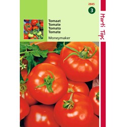 2 stuks - Tomaten Moneymaker