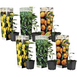 Citrus Mix - Set van 6 - Citrus fruitbomen - Pot 9cm - Hoogte 25-40cm