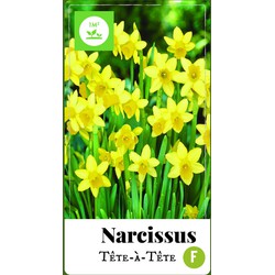 2 stuks - Narcissus Tete-a-Tete 50 bollen