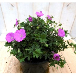 5 stuks - Geranium roze