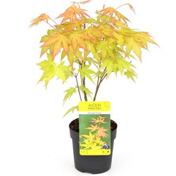 Hello Plants Acer Palmatum Orange Dream Japanse Esdoorn - Struik, Sierheester - Ø 10.5 cm - Hoogte: 20 cm