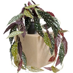 Decoplant Begonia 45cm