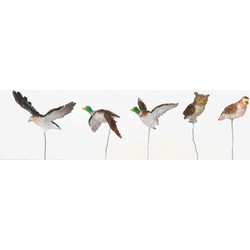 Assorted birds