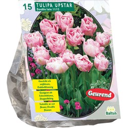 Bollen Tulipa Upstar 15 stuks