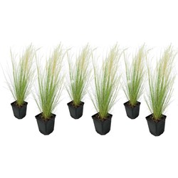Stipa tenuifolia 'Pony Tails' - Set van 6 - Siergras - Pot 9cm - Hoogte 20-30cm