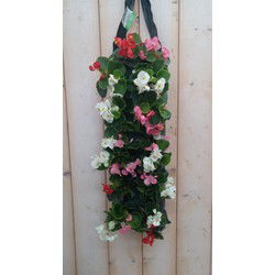 2 stuks - Hangzak Begonia Kleur Varieert
