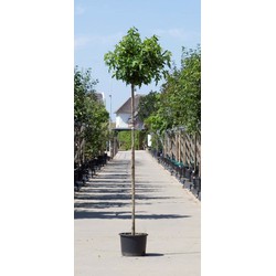 2 stuks! Amberboom bolvorm Liqiudambar s. Gum Ball h 240 cm st. omtrek 8 cm st. h 200 cm boom