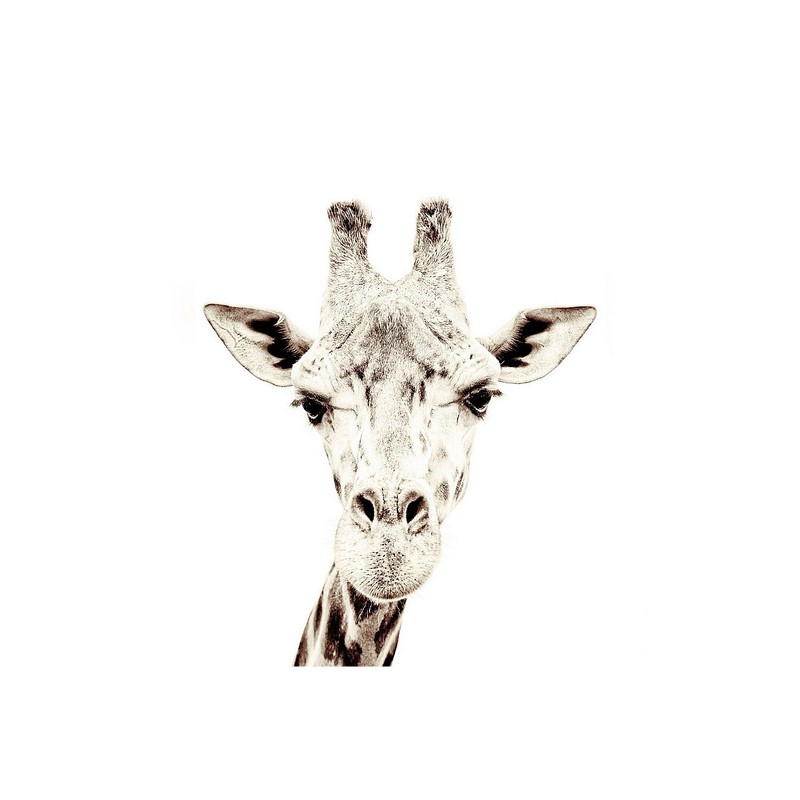 Groovy Magnets Animals Magneetbehang 265 cm - Giraffe - 