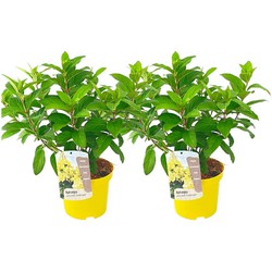 Hydrangea paniculata Candlelight - Hortensia - 2 stuks - ⌀19cm - Hoogte 25-40cm