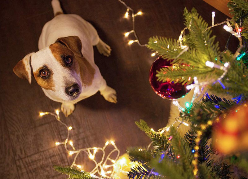 Tips om je kerstboom huisdier proof te maken