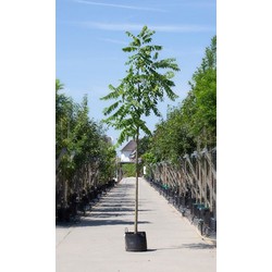 Zwarte walnotenboom Juglans nigra h 350 cm st. omtrek 12 cm