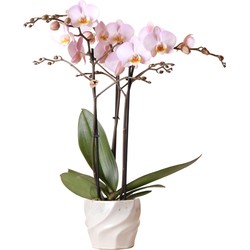 Kolibri Orchids | Roze phalaenopsis Kikion orchidee in witte Twisted sierpot - potmaat Ø12cm