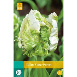 Tulipa Super Parrot