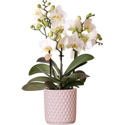 Kolibri Orchids | Witte phalaenopsis orchidee - Lausanne + Diamond nude sierpot - potmaat Ø9cm - 40cm hoog | bloeiende kamerplant - vers van de kweker