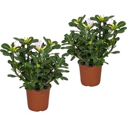 Adenium roseum - Woestijnroos - Kamerplant - Pot 14cm - Hoogte 30-50cm