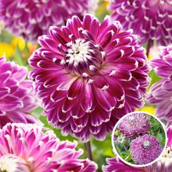 Dahlia Vancouver - Set van 3 - Dahliaknollen