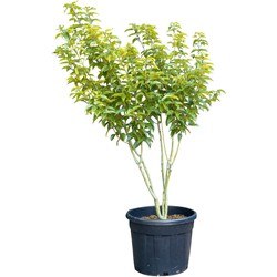 Chinese Esdoorn meerstammig Acer davidii 162,5 cm