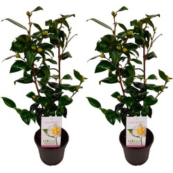 Camellia japonica 'Brushfield's Yellow' - Set de 2 - Pot 15cm - Hoogte 50-60cm