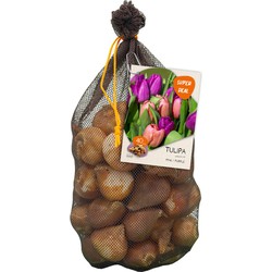 Bollen Tulipa Darwin mix roze/paars 40 stuks