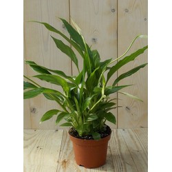 Lepelplant Spathiphyllum 25 cm - Warentuin Natuurlijk