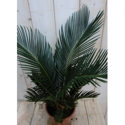 Kamerplant Palmvaren Vredespalm Cycas 50 cm - Warentuin Natuurlijk
