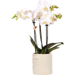 Kolibri Orchids | witte Phalaenopsis orchidee – Amabilis + Jug sierpot wit – potmaat Ø9cm – 40cm hoog | bloeiende kamerplant in bloempot - vers van de kweker