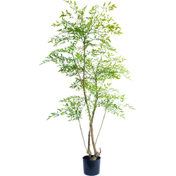 Greenmoods - Ruscus Groen | 150 cm