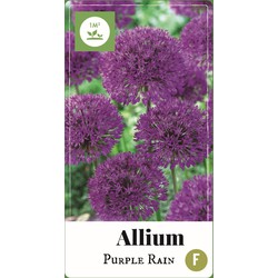 2 stuks - Allium Purple Rain 35 bollen