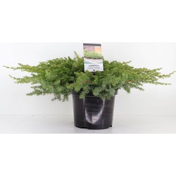 Juniperus conferta schlager 35 cm